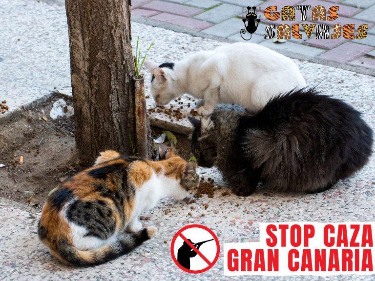 STOP CAZA GATOS GRAN CANARIA